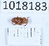  (Antherophagus caucasicus - BGE_00659_B03)  @11 [ ] (nrr) (2025) Ana Ananiashvili ISU