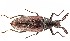  (Ptilophorinae - BGE_00659_D03)  @11 [ ] (nrr) (2025) Ana Ananiashvili ISU