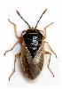 (Geocoris megacephalus - BGE_00659_E04)  @11 [ ] (nrr) (2025) Ana Ananiashvili ISU