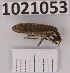  (Lixus albomarginatus - BGE_00659_F06)  @11 [ ] (nrr) (2025) Ana Ananiashvili ISU