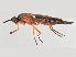  (Loxocera ichneumonea - BGE_00659_G08)  @11 [ ] (nrr) (2025) Ana Ananiashvili ISU