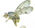  (Palloptera claripennis cf. claripennis - BGE_00659_G10)  @11 [ ] (nrr) (2025) Ana Ananiashvili ISU