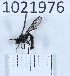  (Dioctria harcyniae - BGE_00659_H02)  @11 [ ] (nrr) (2025) Ana Ananiashvili ISU