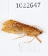  (Stenophylax clavatus - BGE_00673_C10)  @11 [ ] (nrr) (2025) Ana Ananiashvili ISU