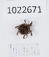  (Odiellus bieniaszi - BGE_00673_E10)  @11 [ ] (nrr) (2025) Ana Ananiashvili ISU