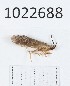  (Lithax incanus - BGE_00673_G03)  @11 [ ] (nrr) (2025) Ana Ananiashvili ISU