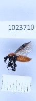  (Dilophus beckeri - BGE_00660_A09)  @11 [ ] (nrr) (2025) Ana Ananiashvili ISU