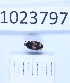  (Attagenus bifasciatus - BGE_00660_A11)  @11 [ ] (nrr) (2025) Ana Ananiashvili ISU