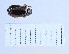  (Diorhabda persica - BGE_00660_C02)  @11 [ ] (nrr) (2025) Ana Ananiashvili ISU