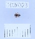  (Araeoncus caucasicus - BGE_00660_D08)  @11 [ ] (nrr) (2025) Ana Ananiashvili ISU