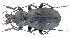  (Carabus koenigi - BGE_00660_G03)  @11 [ ] (nrr) (2025) Ana Ananiashvili ISU