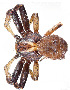  (Xysticus spasskyi - BGE_00660_G05)  @11 [ ] (nrr) (2025) Ana Ananiashvili ISU
