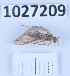  (Protonemura dilatata - BGE_00661_A01)  @11 [ ] (nrr) (2025) Ana Ananiashvili ISU