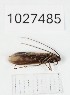  (Notidobia morielucia - BGE_00672_C03)  @11 [ ] (nrr) (2025) Ana Ananiashvili ISU