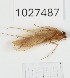  (Rhyacophila aliena - BGE_00672_C05)  @11 [ ] (nrr) (2025) Ana Ananiashvili ISU