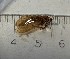  (Rhyacophila aragva - BGE_00672_C08)  @11 [ ] (nrr) (2025) Ana Ananiashvili ISU