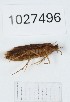  (Rhyacophila clavalis - BGE_00672_D02)  @11 [ ] (nrr) (2025) Ana Ananiashvili ISU
