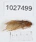  (Rhyacophila cupressorum - BGE_00672_D05)  @11 [ ] (nrr) (2025) Ana Ananiashvili ISU