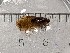  (Rhyacophila kakhetia - BGE_00672_D08)  @11 [ ] (nrr) (2025) Ana Ananiashvili ISU
