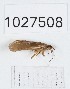  (Rhyacophila kokoa - BGE_00672_E02)  @11 [ ] (nrr) (2025) Ana Ananiashvili ISU