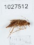  (Rhyacophila kumanskii - BGE_00672_E06)  @11 [ ] (nrr) (2025) Ana Ananiashvili ISU