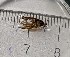  (Rhyacophila namona - BGE_00672_F09)  @11 [ ] (nrr) (2025) Ana Ananiashvili ISU