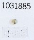  (Oxychilus subeffusus - BGE_00674_H04)  @11 [ ] (nrr) (2025) Ana Ananiashvili ISU