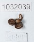  (Xysticus bacurianensis - BGE_00661_E06)  @11 [ ] (nrr) (2025) Ana Ananiashvili ISU