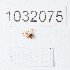  (Oedothorax meridionalis - BGE_00661_E12)  @11 [ ] (nrr) (2025) Ana Ananiashvili ISU
