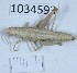  (Pyrgomorpha guentheri - BGE_00662_G01)  @11 [ ] (nrr) (2025) Ana Ananiashvili ISU