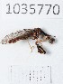  (Mantispa scabricollis - BGE_00663_D10)  @11 [ ] (nrr) (2025) Ana Ananiashvili ISU