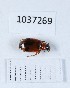  (Lebia trimaculata - BGE_00651_B08)  @11 [ ] (nrr) (2024) Ana Ananiashvili ISU