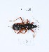  (Ectomocoris ululans - BGE_00651_H05)  @11 [ ] (nrr) (2024) Ana Ananiashvili ISU