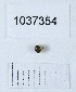  (Theridula gonygaster - BGE_00657_A10)  @11 [ ] (nrr) (2024) Ana Ananiashvili ISU