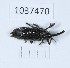  (Lixus furcatus - BGE_00652_C07)  @11 [ ] (nrr) (2024) Ana Ananiashvili ISU