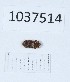  (Endophloeus exsculptus - BGE_00652_G03)  @11 [ ] (nrr) (2024) Ana Ananiashvili ISU