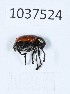  (Cryptocephalus prusias - BGE_00652_H01)  @11 [ ] (nrr) (2024) Ana Ananiashvili ISU