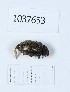  (Mycterus tibialis - BGE_00653_B12)  @11 [ ] (nrr) (2024) Ana Ananiashvili ISU
