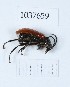  (Omophlus ochraceipennis - BGE_00653_C06)  @11 [ ] (nrr) (2024) Ana Ananiashvili ISU