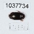  (Agabus dilatatus - BGE_00667_A10)  @11 [ ] (nrr) (2024) Ana Ananiashvili ISU