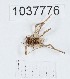 (Odiellus zecariensis - BGE_00667_E04)  @11 [ ] (nrr) (2024) Ana Ananiashvili ISU