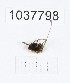  (Histricostoma caucasicum - BGE_00667_G02)  @11 [ ] (nrr) (2024) Ana Ananiashvili ISU