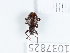  (Otiorhynchus ovalipennis - BGE_00654_A06)  @11 [ ] (nrr) (2024) Ana Ananiashvili ISU