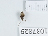  (Ptochus - BGE_00654_A10)  @11 [ ] (nrr) (2024) Ana Ananiashvili ISU