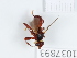  (Myopa dorsalis - BGE_00654_G02)  @11 [ ] (nrr) (2024) Ana Ananiashvili ISU