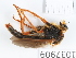  (Stenopogon nigriventris - BGE_00654_H06)  @11 [ ] (nrr) (2024) Ana Ananiashvili ISU