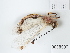  (Deleproctophylla - BGE_00655_A06)  @11 [ ] (nrr) (2024) Ana Ananiashvili ISU