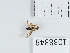  (Myopites inulaedyssentericae - BGE_00655_E07)  @11 [ ] (nrr) (2024) Ana Ananiashvili ISU