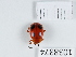  (Endomychus armeniacus - BGE_00655_G08)  @11 [ ] (nrr) (2024) Ana Ananiashvili ISU