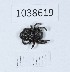  (Eresus sp. CHMR nov - BGE_00665_D04)  @11 [ ] (nrr) (2024) Ana Ananiashvili ISU